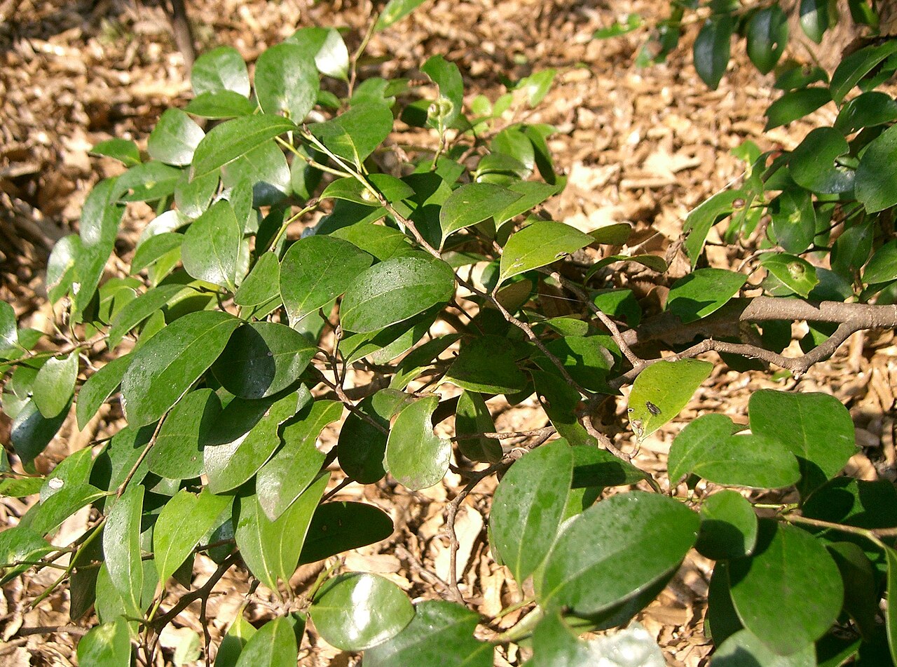 Distylium racemosum, Isu tree — upright evergreen (Hamamelidaceae) (image 2 of 10)