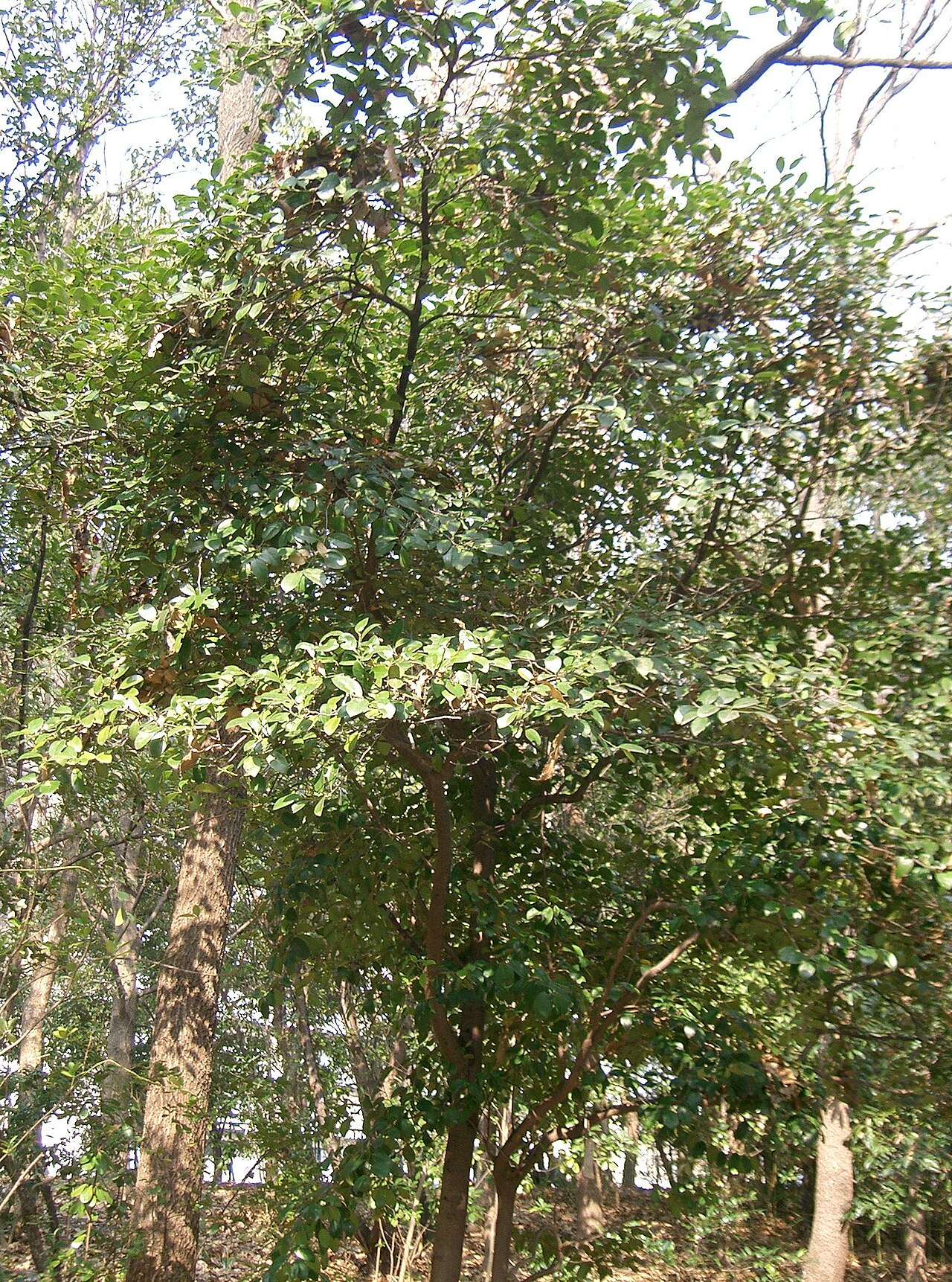 Distylium racemosum, Isu tree — upright evergreen (Hamamelidaceae) (image 3 of 10)