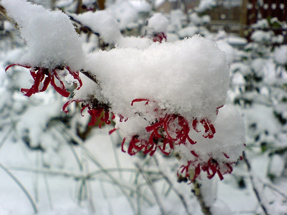 Hamamelis × intermedia 'Diane' (Diane Witch Hazel)