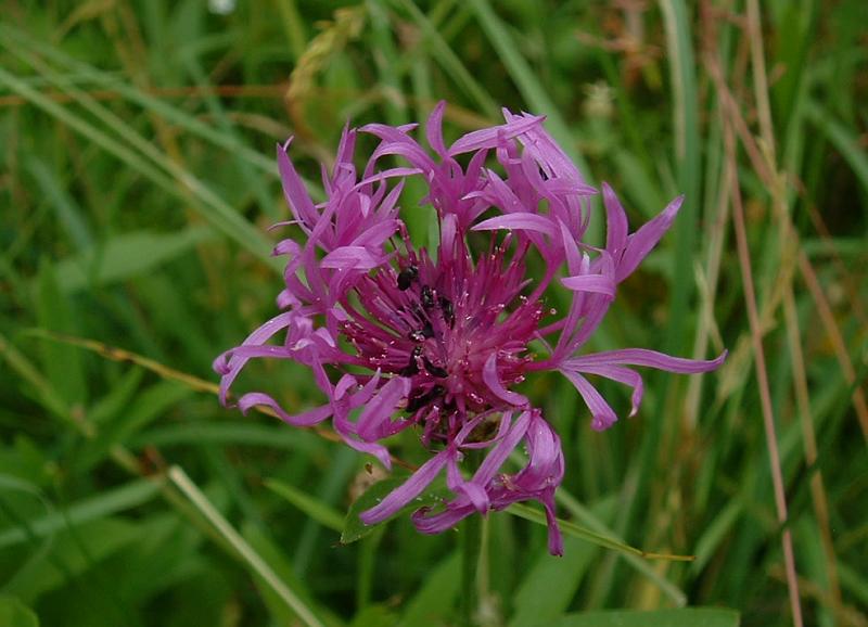 Centaurea nigrescens (meadow knapweed) (alternate view 7)