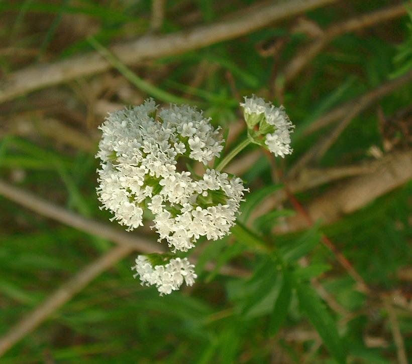 Valeriana dioica (Marsh Valerian)