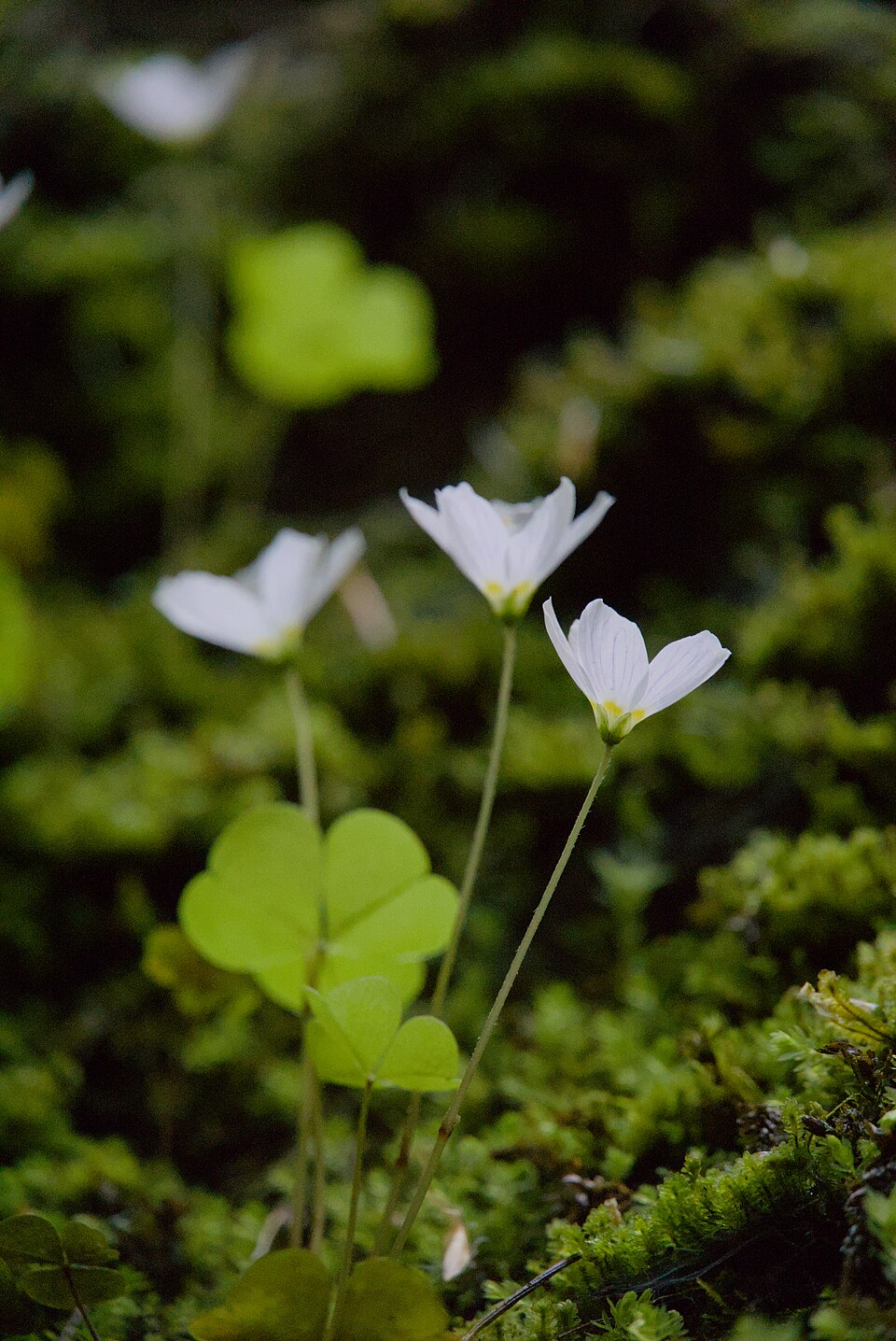 Oxalis (Woodsorrels) (alternate view 5)