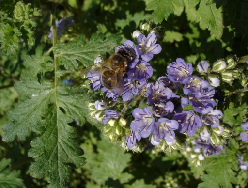 Phacelia congesta (Blue Curls) (alternate view 6)