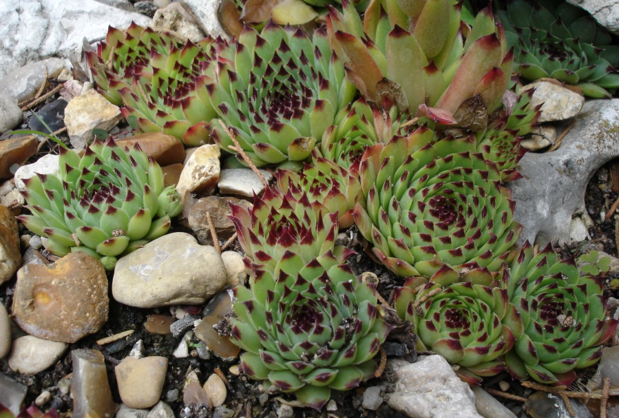 Sempervivum calcareum (alternate view 14)