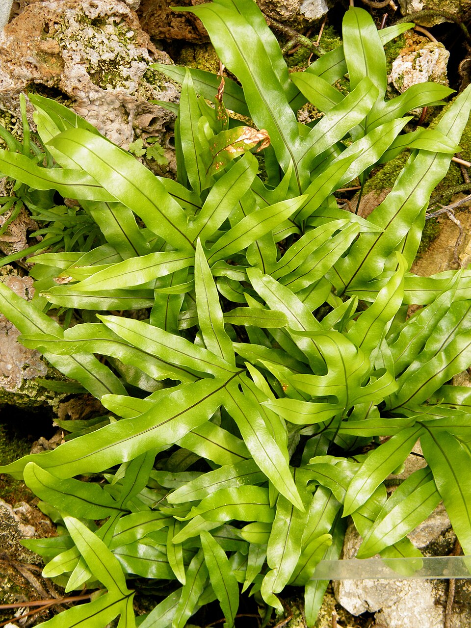 Microsorum diversifolium (Kangaroo Paw Fern)