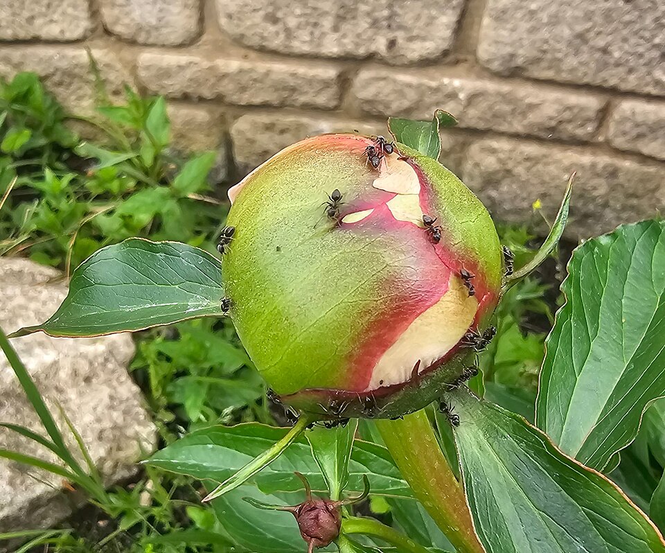 Paeonia (Peonies) (alternate view 3)