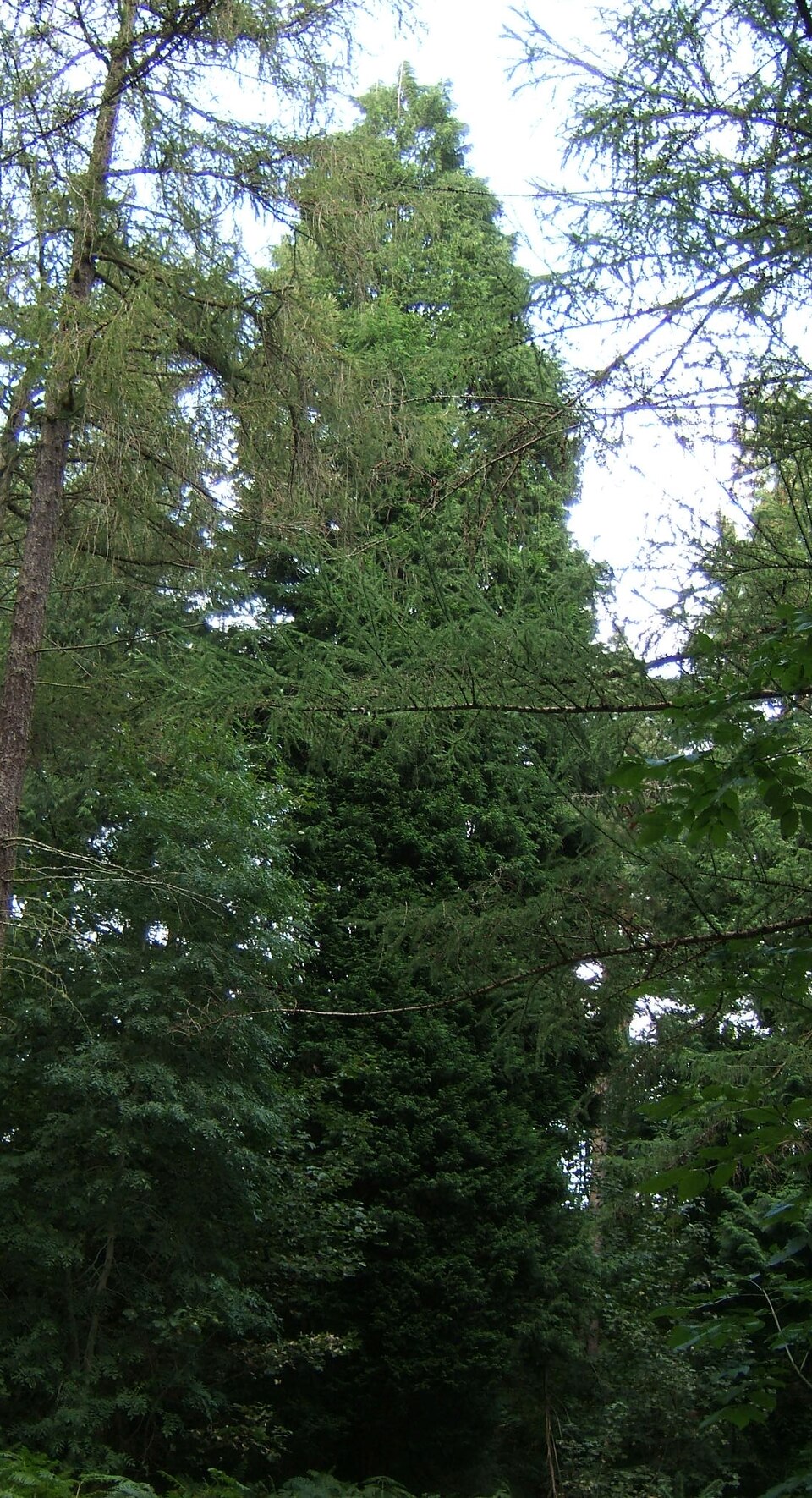 Cupressus × leylandii (Leyland Cypress)