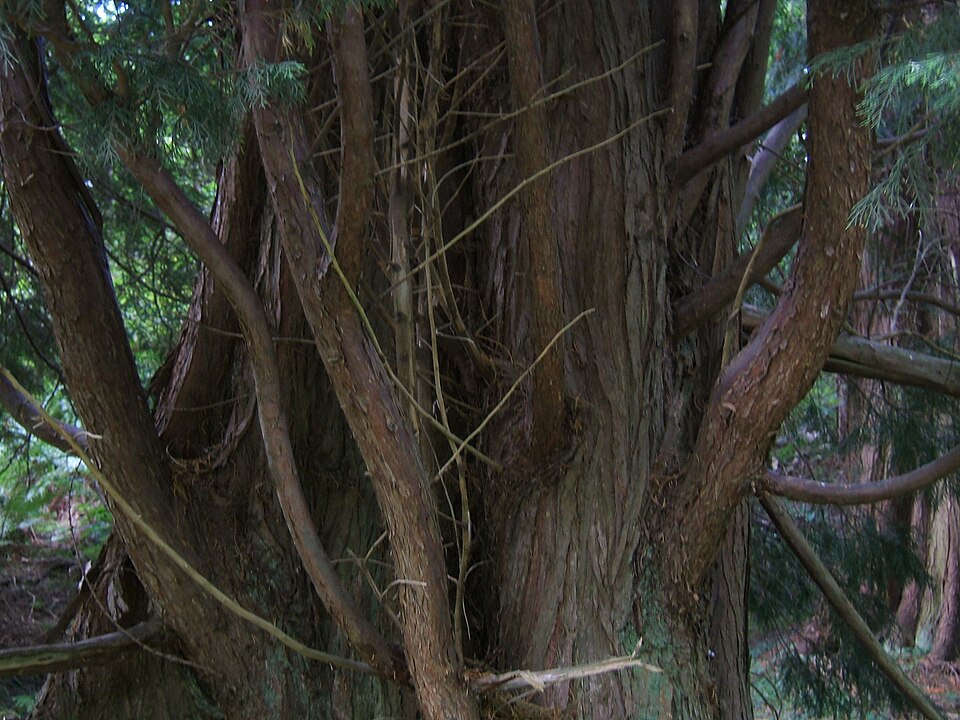 Cupressus × leylandii (Leyland Cypress) (alternate view 2)