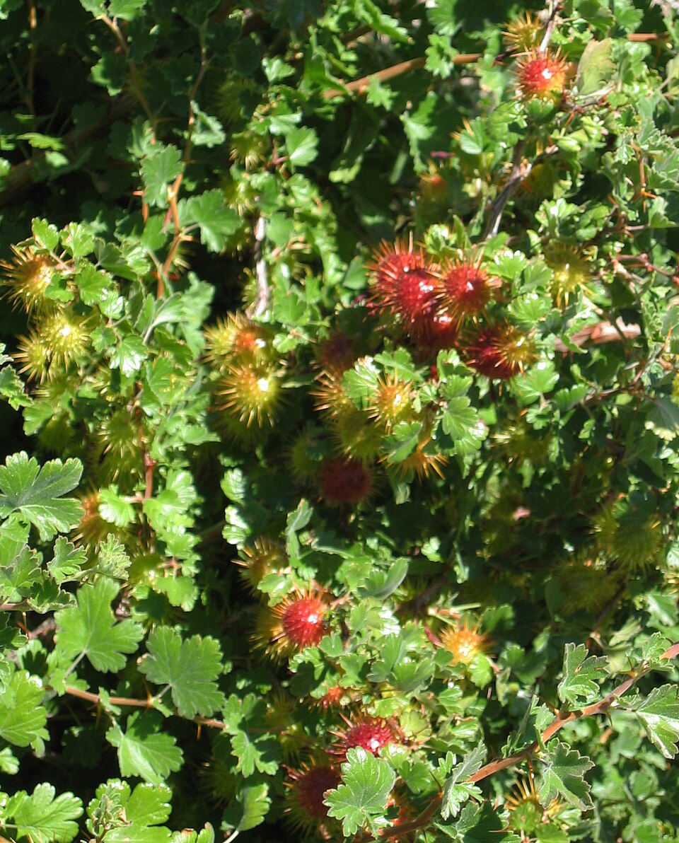 Ribes roezlii (Sierra Gooseberry) (alternate view 7)