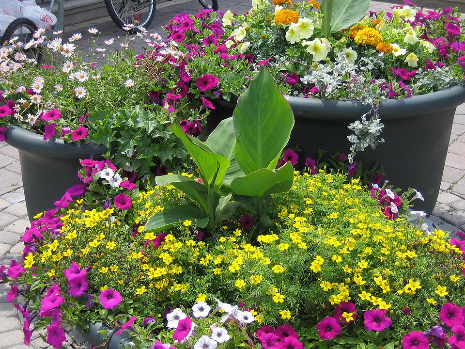 Petunia × atkinsiana (garden petunia) (alternate view 2)