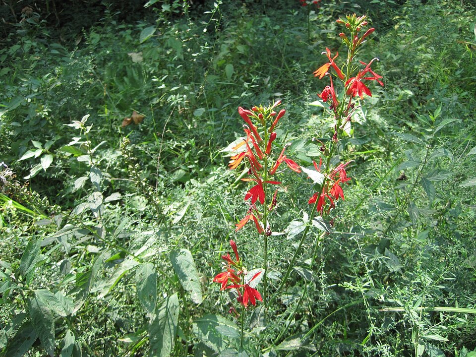 Lobelia cardinalis (cardinal flower) (alternate view 11)