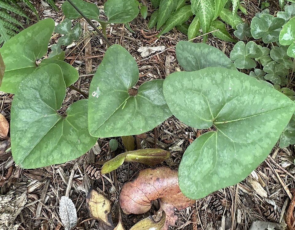 Asarum (wild gingers)