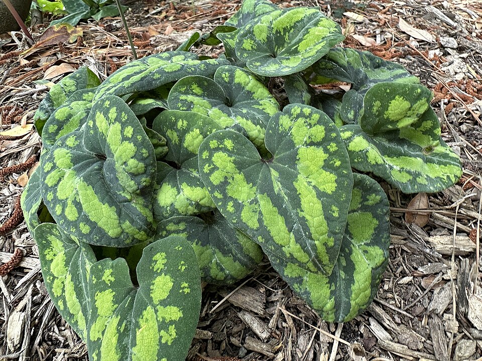 Asarum (wild gingers) (alternate view 2)