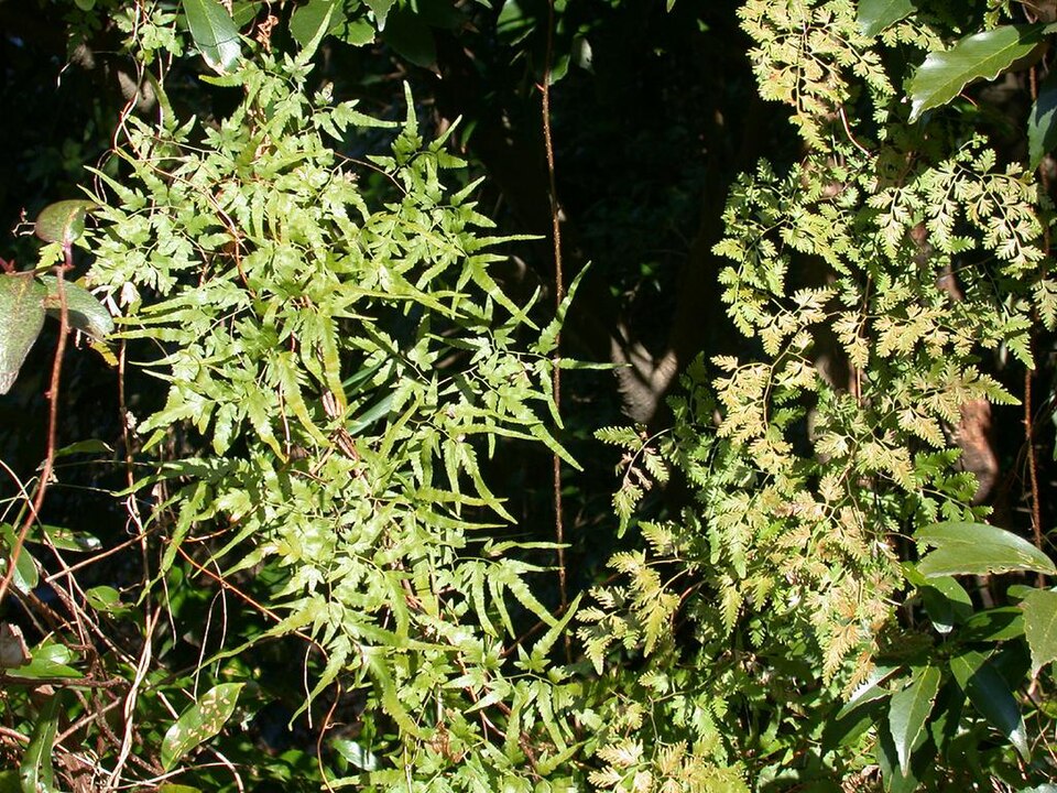 Lygodium japonicum (Japanese climbing fern)