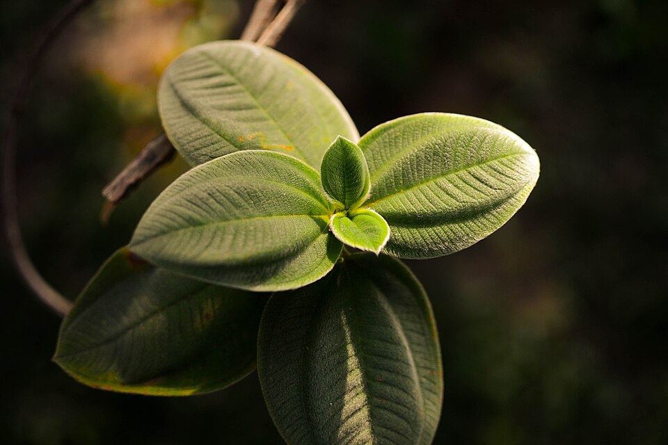 Pleroma (glory bushes and allies)