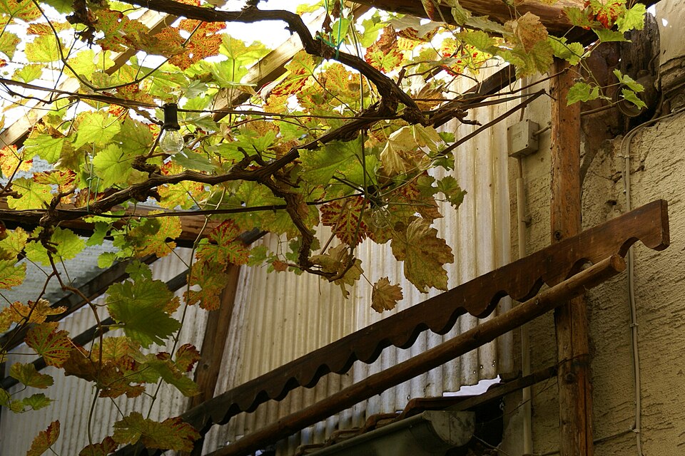 Vitis vinifera (grape) (alternate view 9)