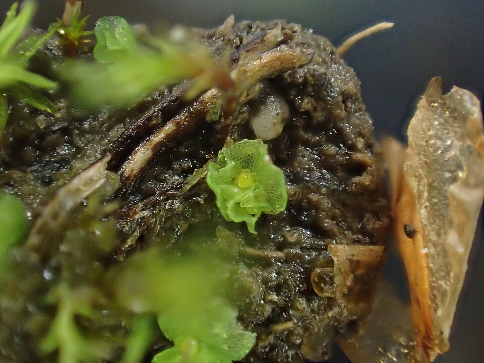 Fossombronia (Frillworts) (alternate view 4)