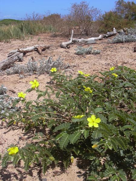 Tribulus (Devil Thorns) (alternate view 2)