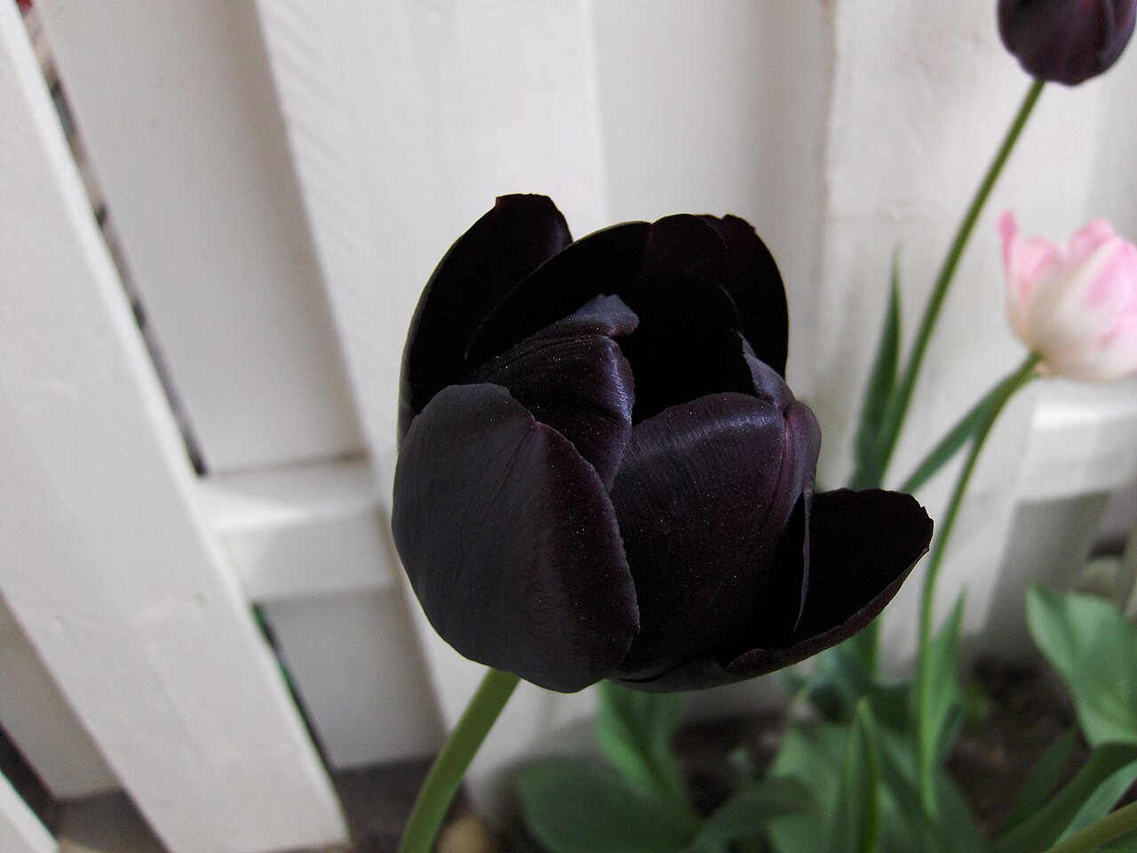 Tulipa 'Queen of Night', Tulip 'Queen of Night' — clumping deciduous (Liliaceae) (image 2 of 10)