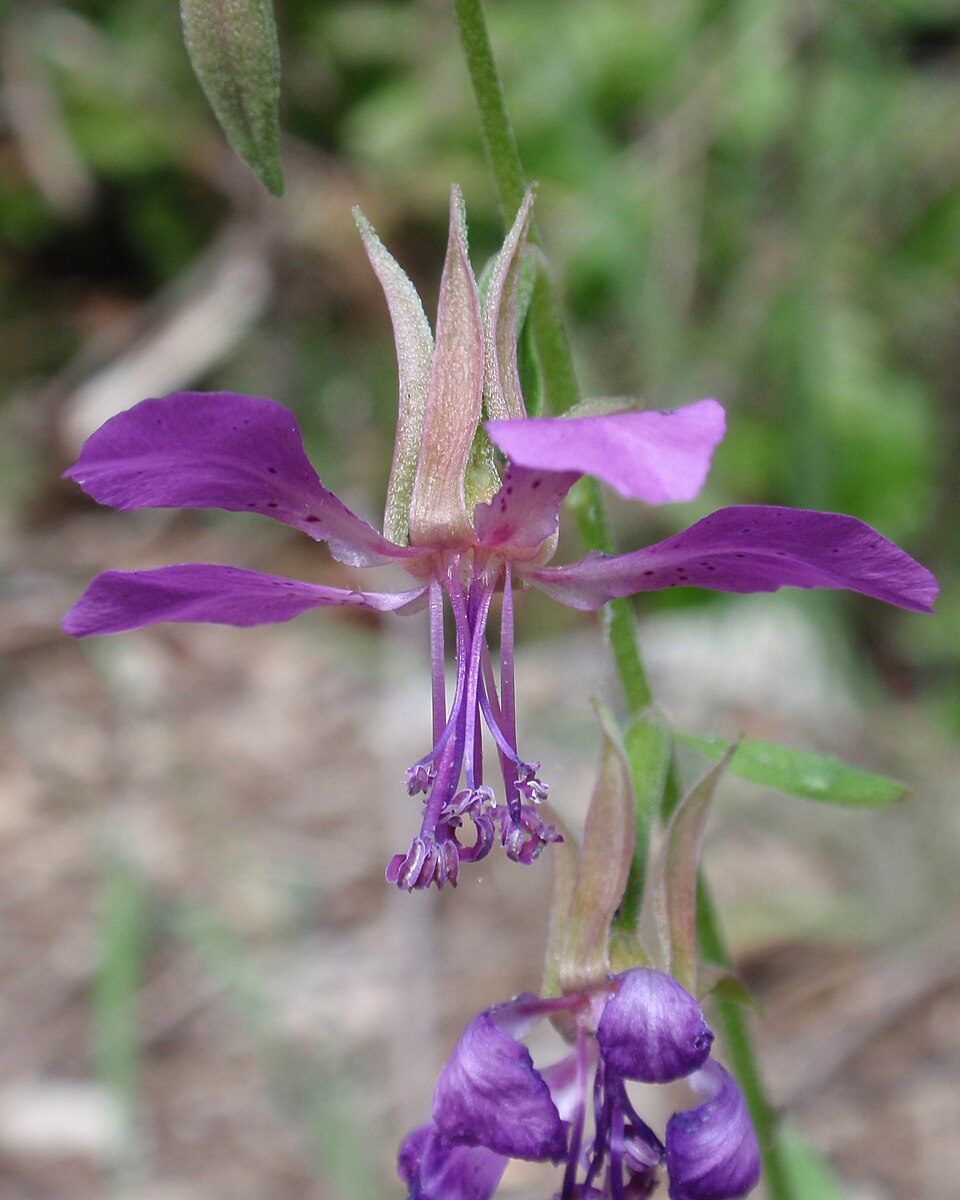 Clarkia rhomboidea (diamond clarkia) (alternate view 7)