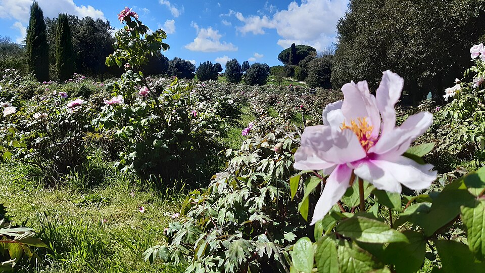 Paeonia (Peonies) (alternate view 4)