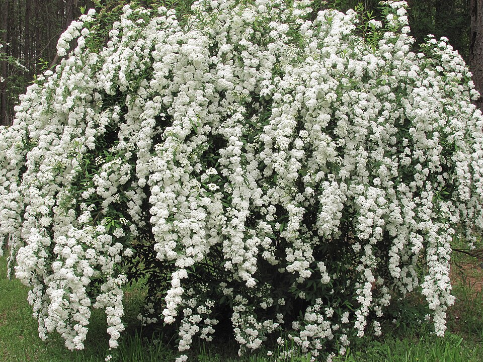 Spiraea × vanhouttei (Vanhoutte spirea) (alternate view 9)