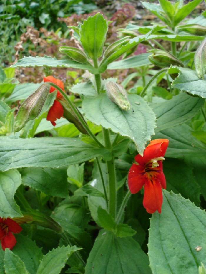 Erythranthe cardinalis (Scarlet Monkeyflower) (alternate view 8)