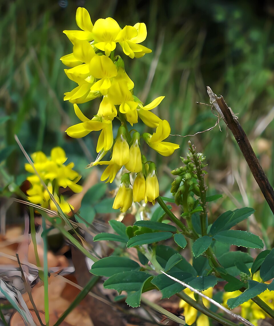 Melilotus altissimus (tall melilot)