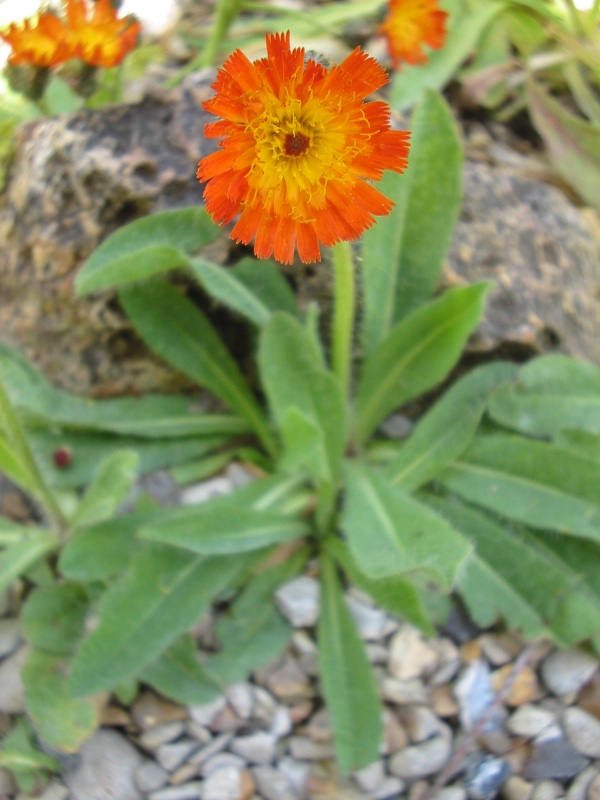Pilosella aurantiaca (orange hawkweed)