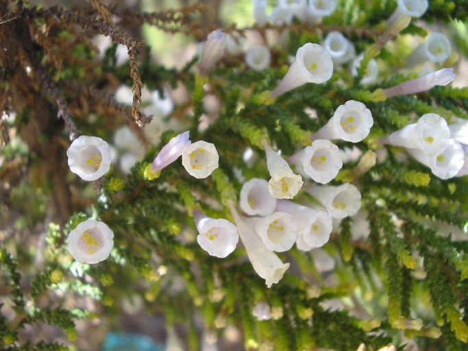 Fabiana imbricata (Pichi) (alternate view 6)