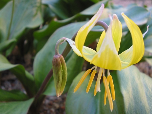 Erythronium 'Pagoda' (Pagoda fawn lily)