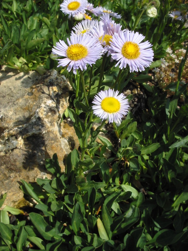 Erigeron pulchellus (robin's-plantain) (alternate view 2)