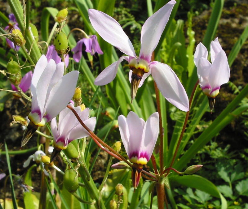Primula meadia (eastern shooting star) (alternate view 8)