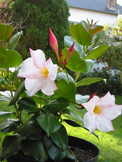 Mandevilla sanderi (Pink Mandevilla) (alternate view 4)