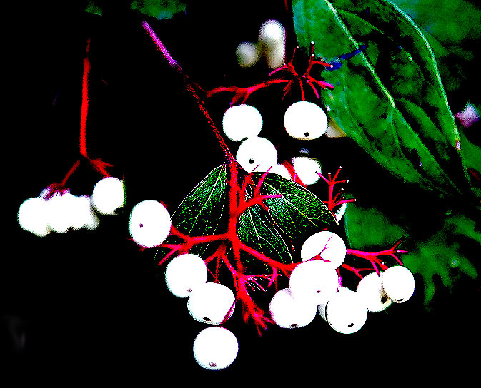 Cornus racemosa (Grey Twig Dogwood) (alternate view 6)