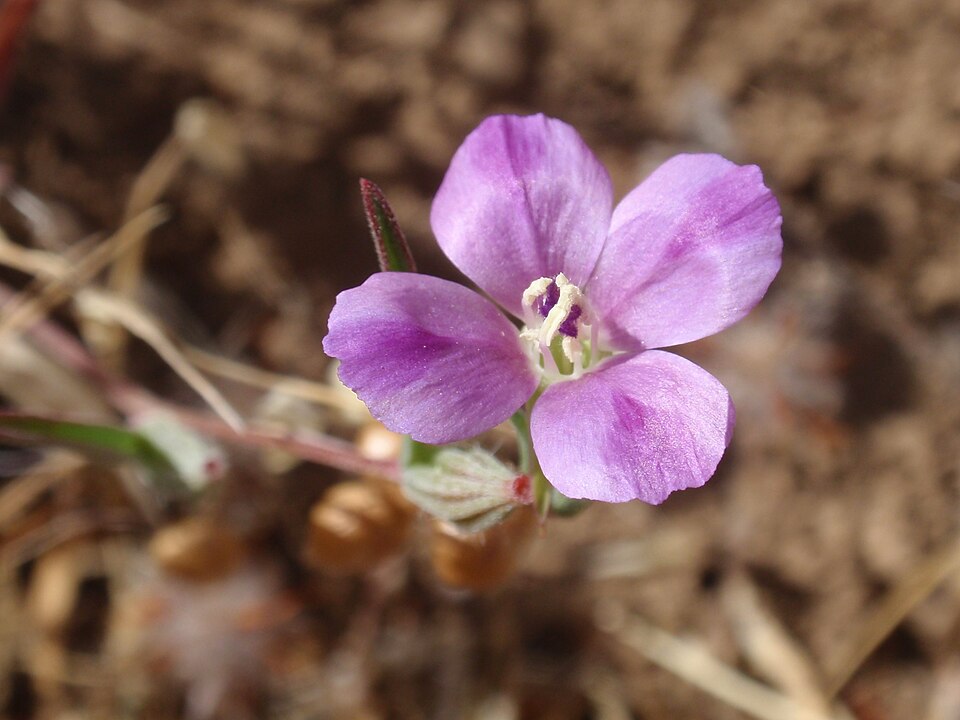 Clarkia purpurea (Winecup Clarkia) (alternate view 10)
