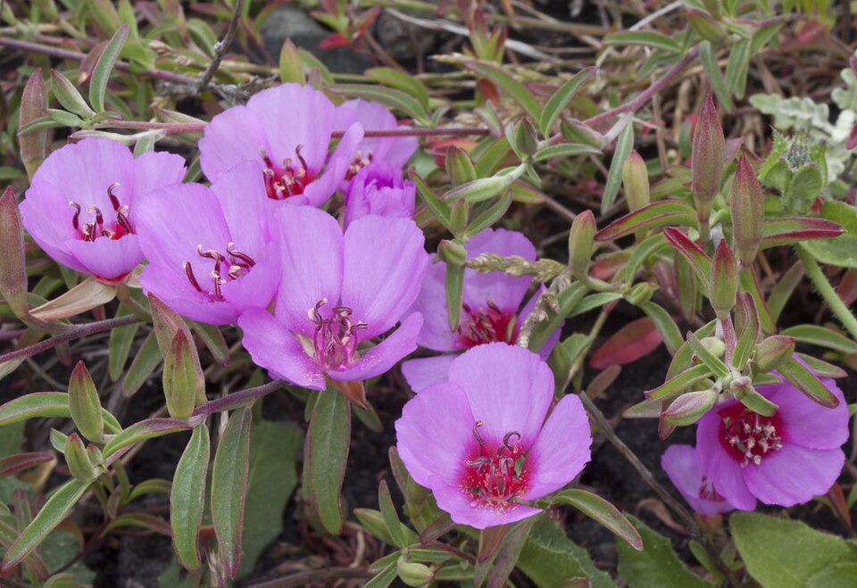 Clarkia rubicunda (ruby chalice clarkia) (alternate view 8)