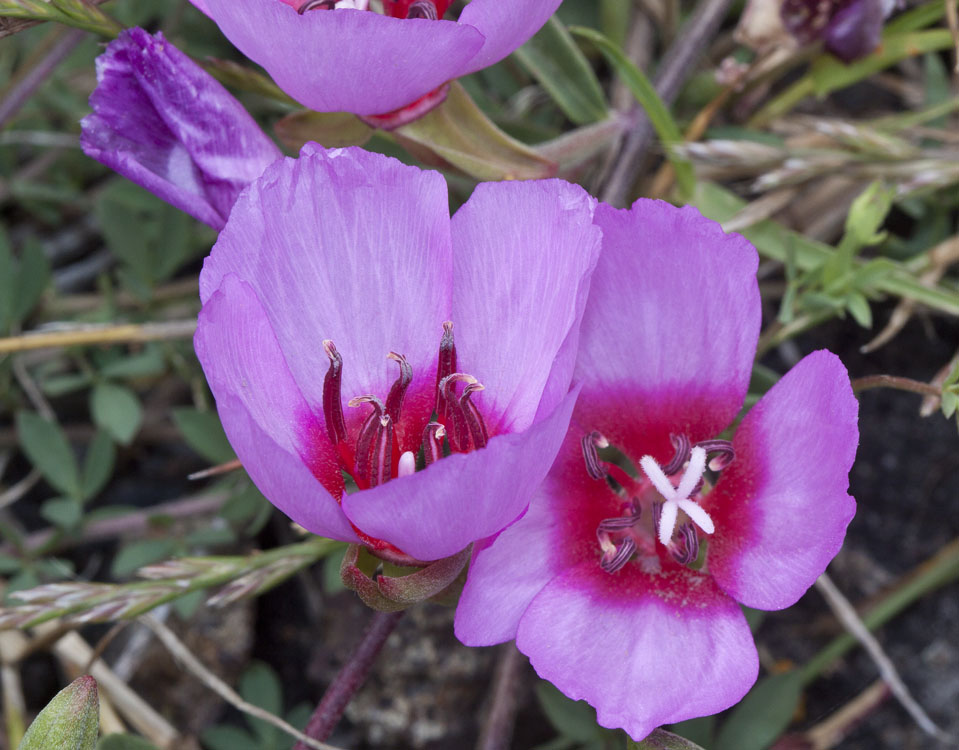 Clarkia rubicunda (ruby chalice clarkia) (alternate view 9)