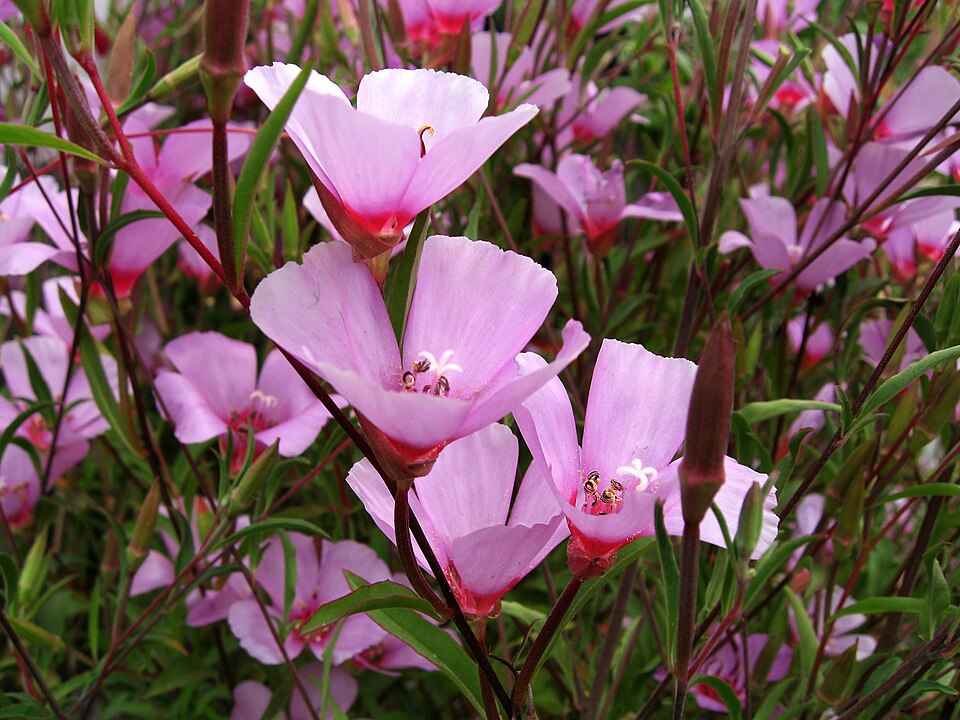 Clarkia rubicunda (ruby chalice clarkia) (alternate view 10)