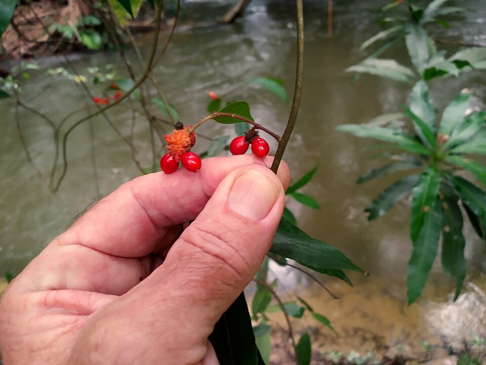 Malaisia scandens (Burnie Vine) (alternate view 8)