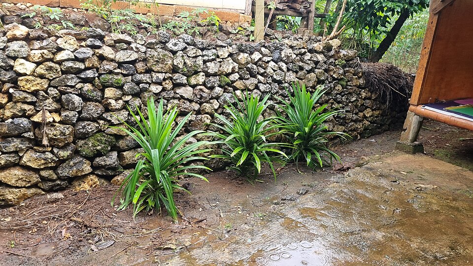 Pandanus (screwpines) (alternate view 2)