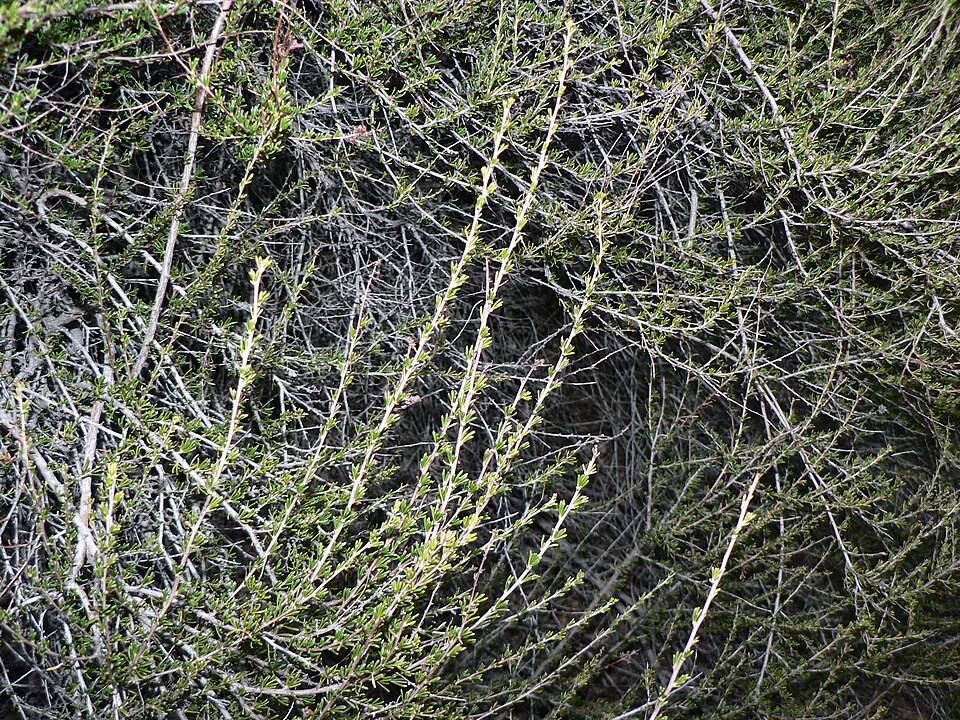 Adenostoma fasciculatum (chamise)