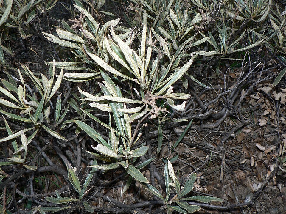 Eriodictyon californicum (California yerba santa) (alternate view 6)