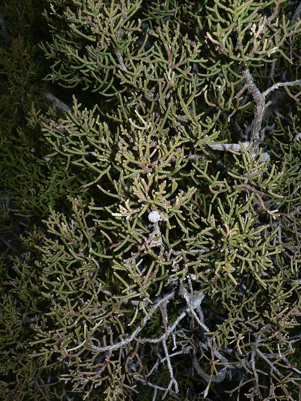 Juniperus californica (California Juniper)