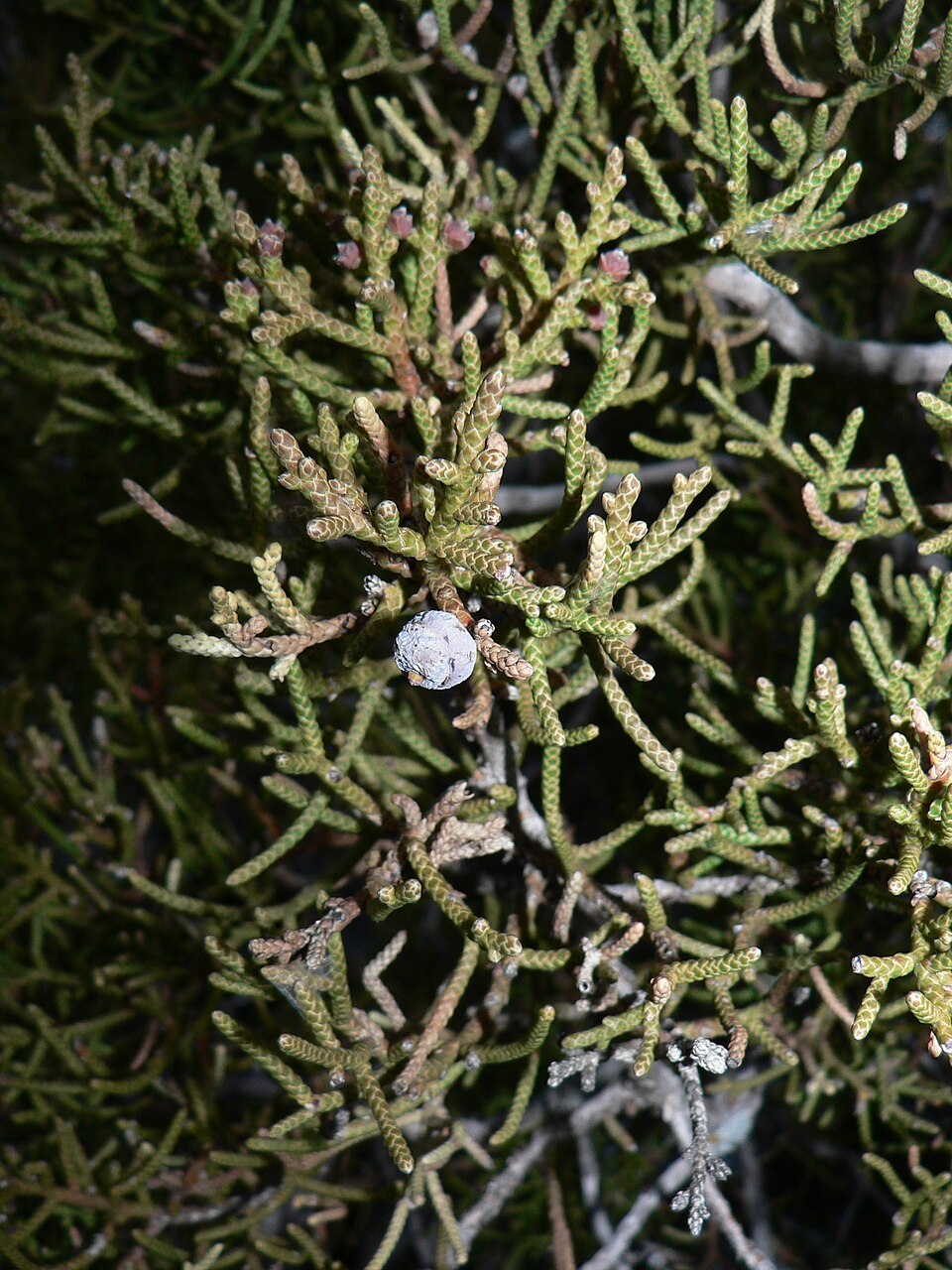 Juniperus californica (California Juniper)