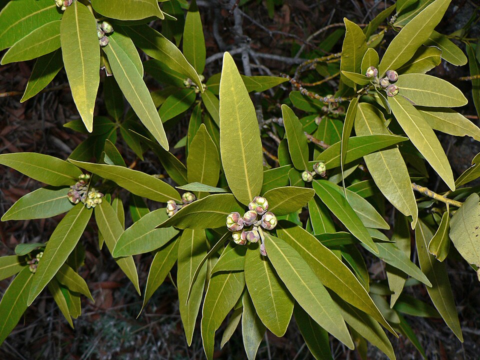 Umbellularia californica (California bay) (alternate view 7)