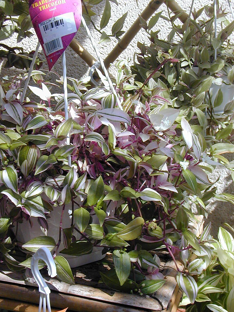 Tradescantia fluminensis (small-leaf spiderwort)