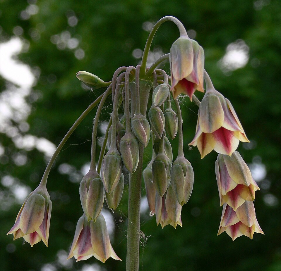 Allium siculum (alternate view 11)