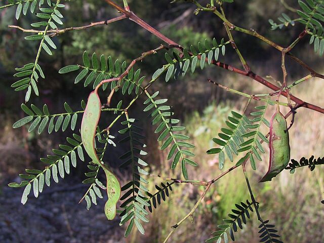 Acacia terminalis (Sunshine Wattle)