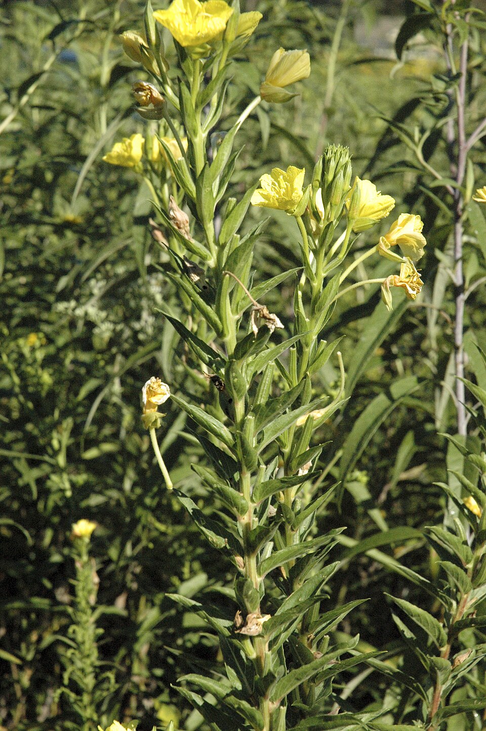 Oenothera parviflora (northern evening-primrose) (alternate view 11)